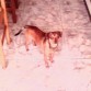 se llama lucky es una mezcla de chiguagua
marron con manchas negras uy cariñoso y muy educado